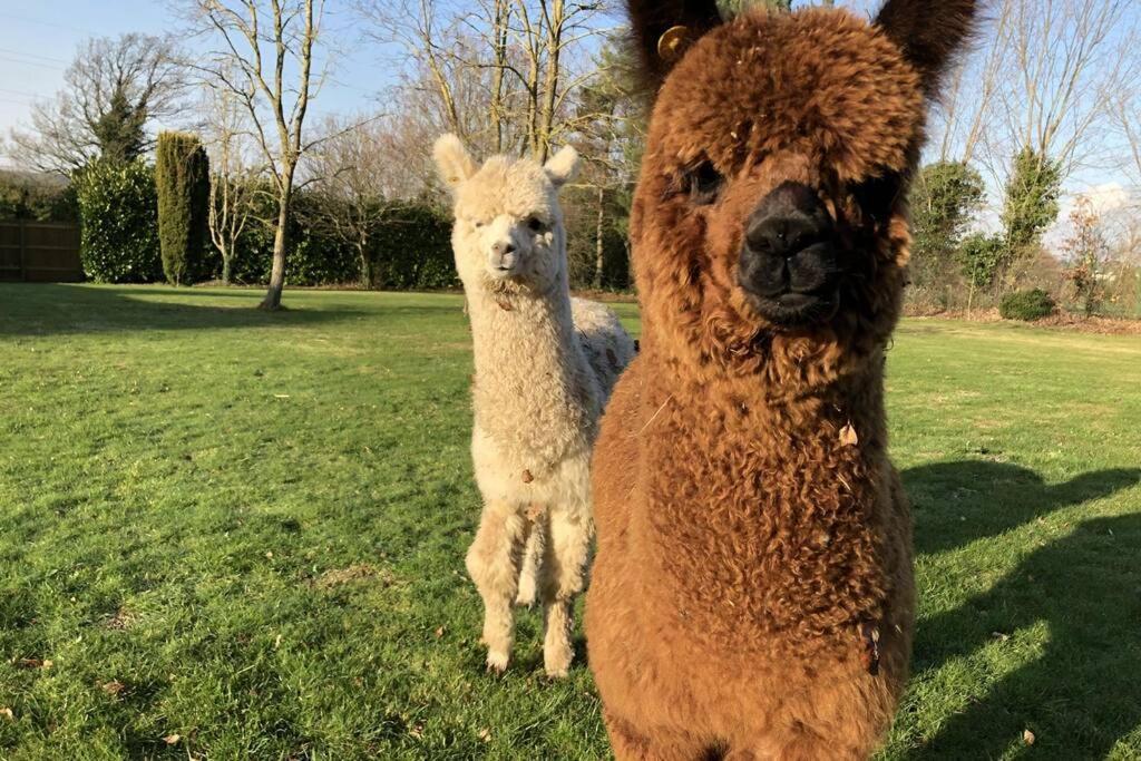 Alpaca Lodge Sittingbourne Kültér fotó