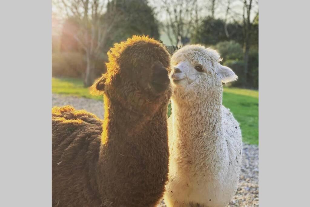 Alpaca Lodge Sittingbourne Kültér fotó